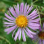 Aster nova-angliae Hella Lacy